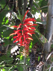 Erythrina rubrinervia
