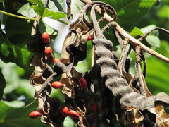 Erythrina rubrinervia
