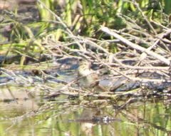 Melospiza melodia image