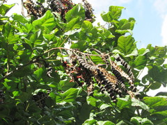 Erythrina rubrinervia