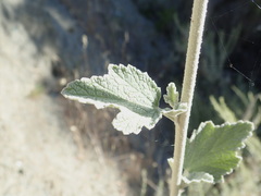 Malacothamnus hallii