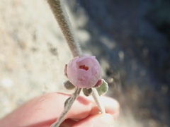 Malacothamnus hallii