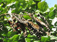 Erythrina rubrinervia