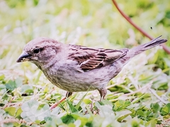 Passer domesticus