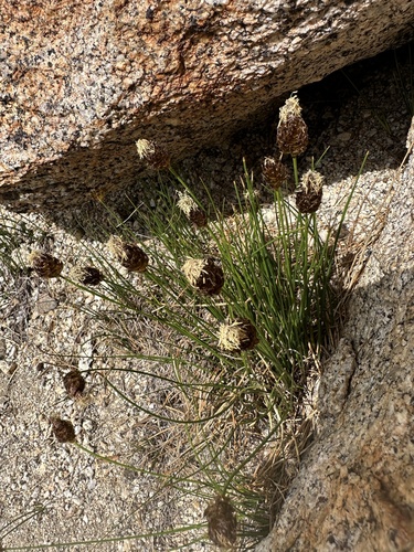 Carex breweri observed 2026-07-21
