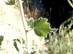 Malacothamnus hallii