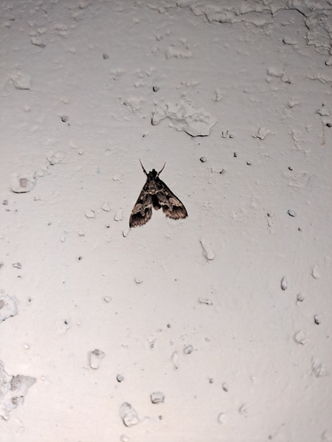 European Pepper Moth