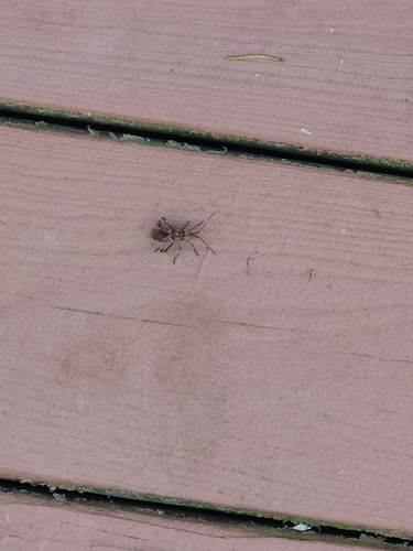 Western Conifer Seed Bug