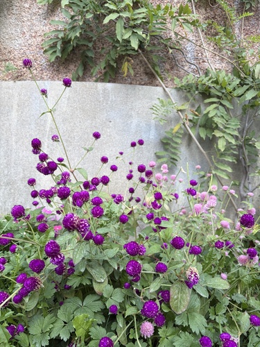 Gomphrena globosa observed 2026-10-04