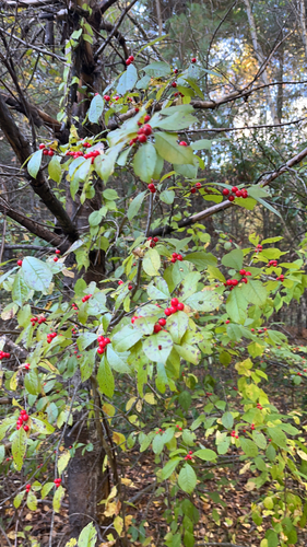 winterberry holly