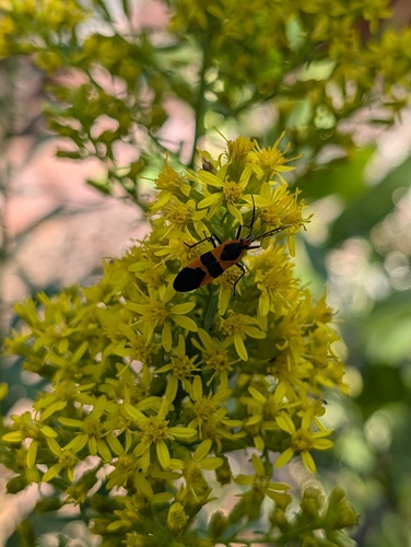 Large Milkweed Bug
