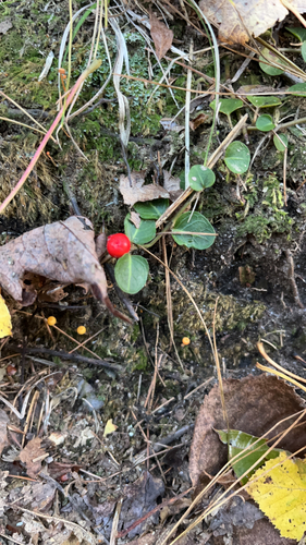 partridgeberry