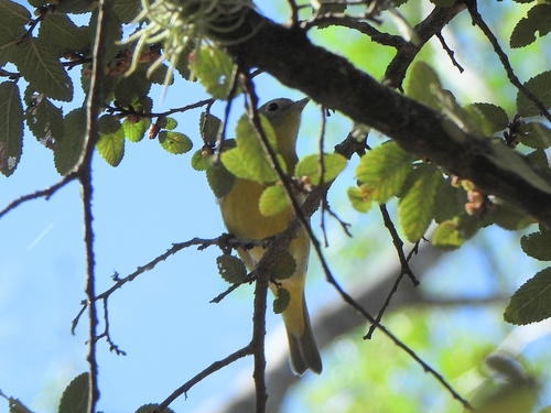 Nashville Warbler