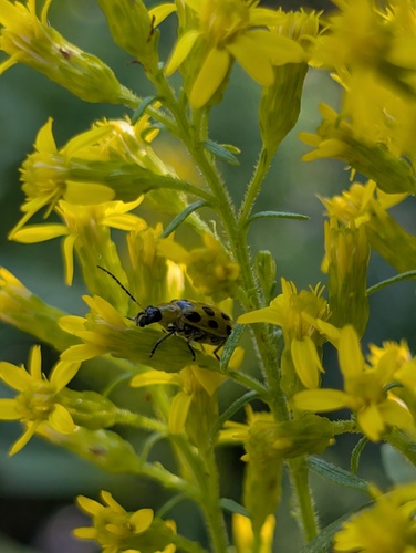 Spotted Cucumber Beetle