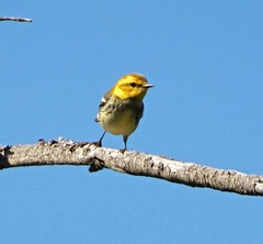 Setophaga virens image