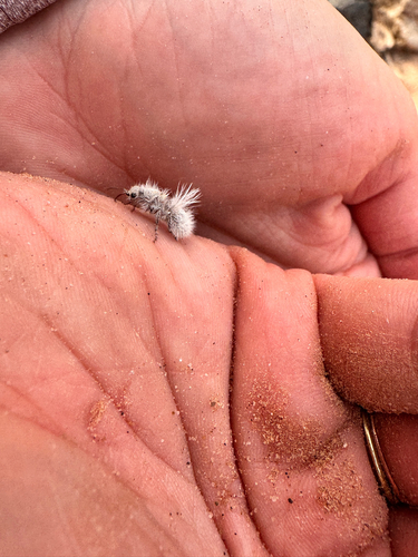 Thistledown Velvet Ant