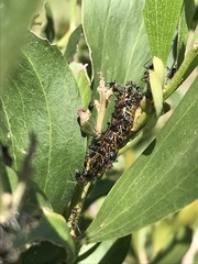 Jalmenus evagoras
