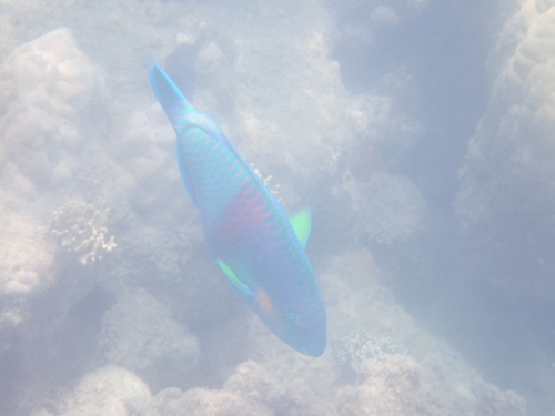 Scarus rivulatus observed 2026-10-05
