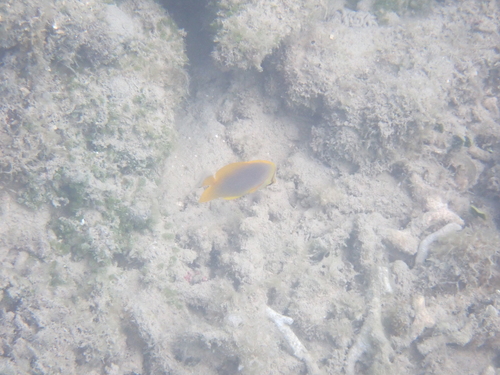 Chaetodon aureofasciatus observed 2026-10-05