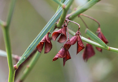 Daviesia wyattiana