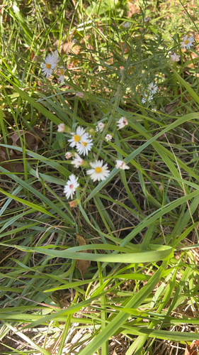 frost aster