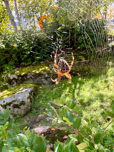 Cross Orbweaver