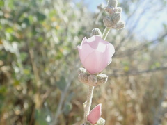 Malacothamnus hallii