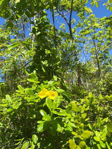 Pentalinon luteum observed 2026-10-05