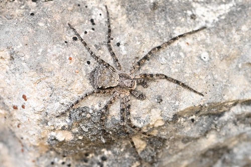 Lichen Running Spider