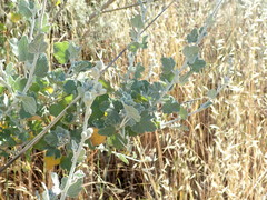 Malacothamnus hallii