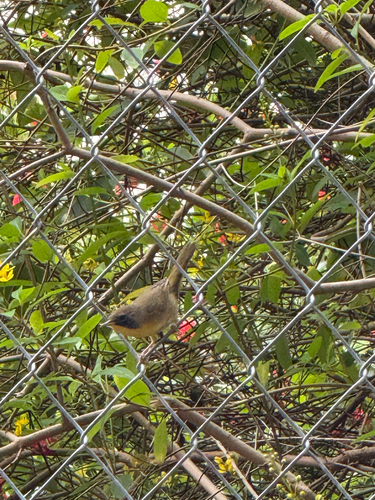 Common Yellowthroat