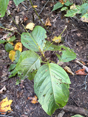 American jumpseed