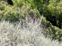 Malacothamnus hallii