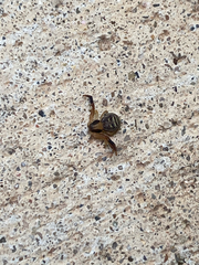 Xysticus texanus