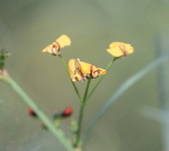 Daviesia wyattiana