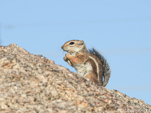 Harris' Antelope Squirrel observed by ezpixels