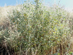 Malacothamnus hallii