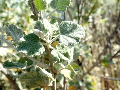 Malacothamnus hallii