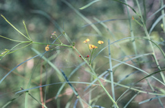Daviesia wyattiana