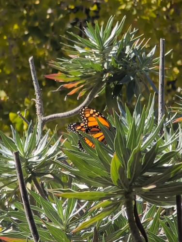 Monarch