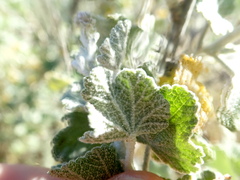 Malacothamnus hallii