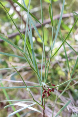 Daviesia wyattiana