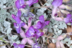 Astragalus utahensis