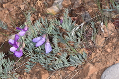 Lathyrus brachycalyx