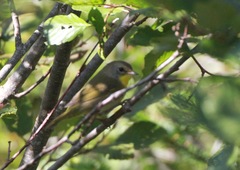 Geothlypis trichas image
