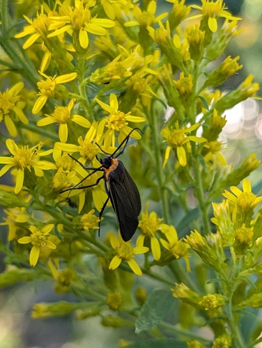 Yellow-collared Scape Moth