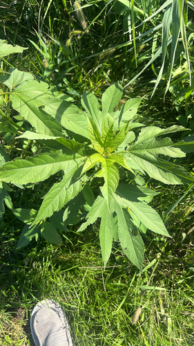 giant ragweed