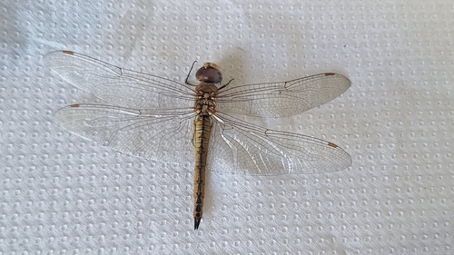 Wandering Glider