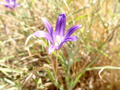 Brodiaea elegans