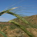 Barley - Photo (c) Сергей, some rights reserved (CC BY-NC)